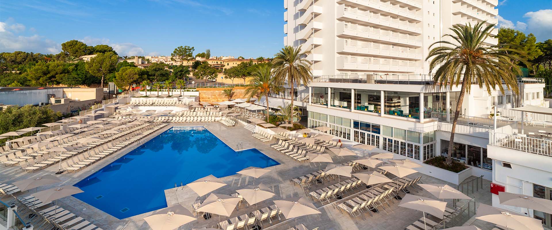 Globales Mimosa in Magaluf